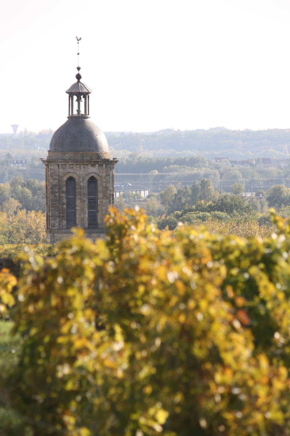 vigneron
